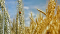 obilí b cornfield-195642 1280